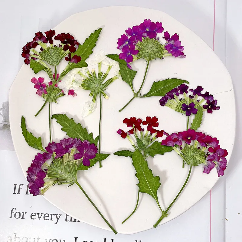 Photo Frame Baby - 12 adet/5-8 cm, Doğal Preslenmiş Kiraz