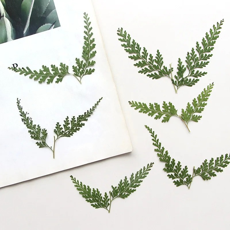 Photo Frame Baby - Doğa Preslenmiş Fern Dalları, kuru Çiçek