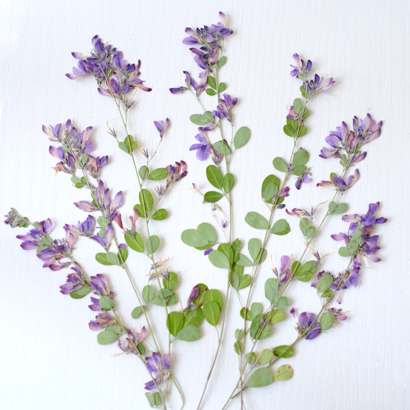 6 adet, doğa Lespedeza Formosa - Photo Frame Baby incelemesi ve fiyatı