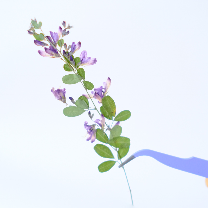 6 adet, doğa Lespedeza Formosa - Photo Frame Baby incelemesi ve fiyatı