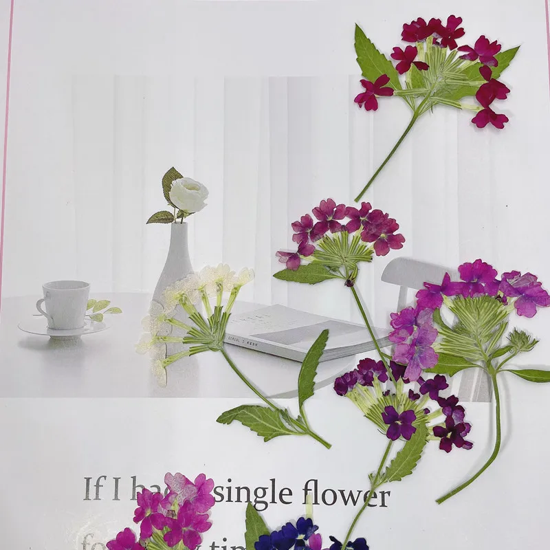 12 adet/5-8 cm, Doğal Preslenm - Photo Frame Baby incelemesi ve fiyatı