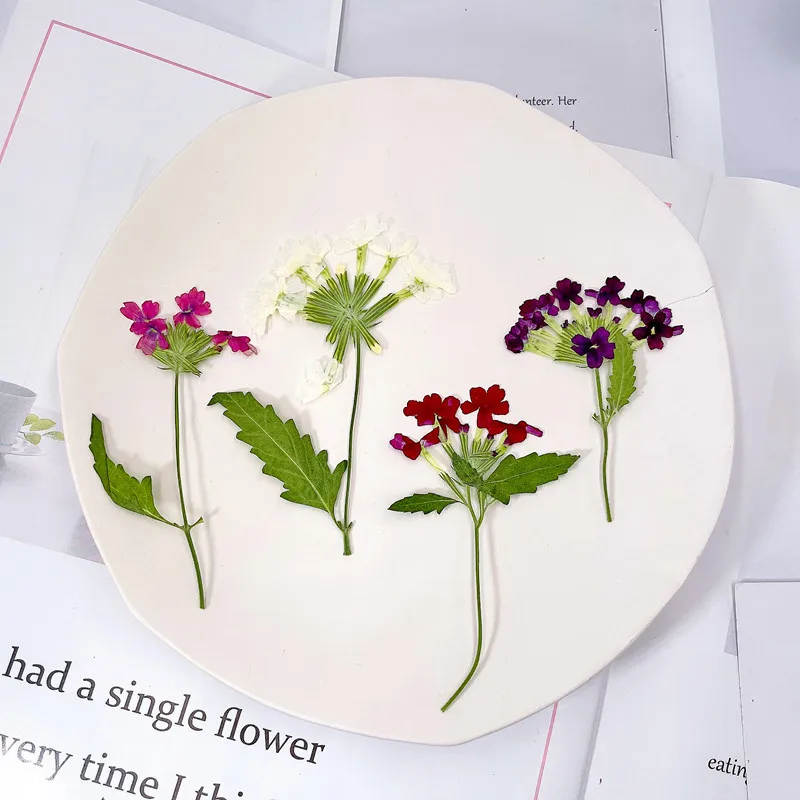 12 adet/5-8 cm, Doğal Preslenm - Photo Frame Baby incelemesi ve fiyatı