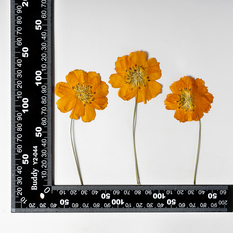 8-10cm/24 adet, Doğal Preslenm - Photo Frame Baby incelemesi ve fiyatı