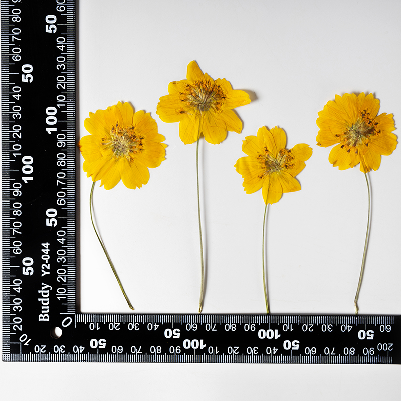 8-10cm/24 adet, Doğal Preslenm - Photo Frame Baby incelemesi ve fiyatı