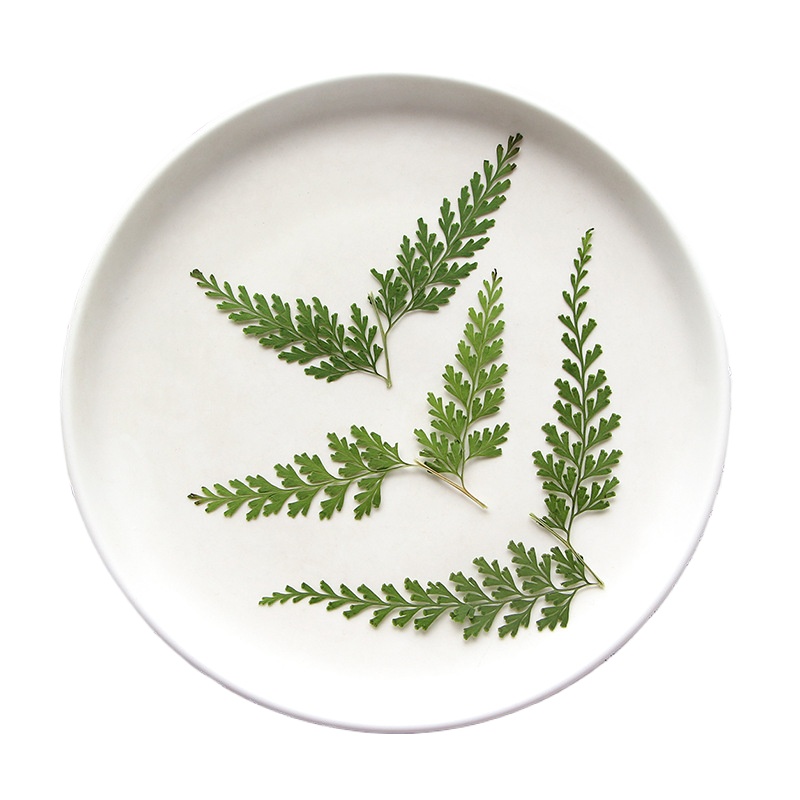 Doğa Preslenmiş Fern Dalları,  - Photo Frame Baby incelemesi ve fiyatı