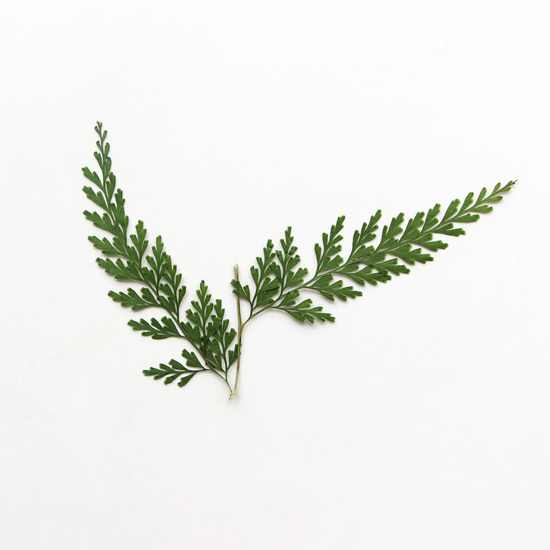 Doğa Preslenmiş Fern Dalları,  - Photo Frame Baby incelemesi ve fiyatı