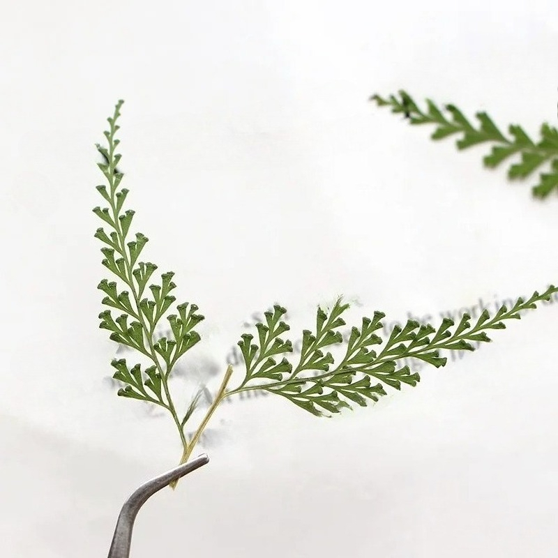 Doğa Preslenmiş Fern Dalları,  - Photo Frame Baby incelemesi ve fiyatı